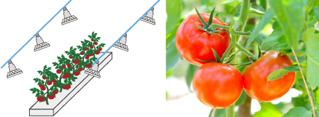 使用例１.トマト イメージ